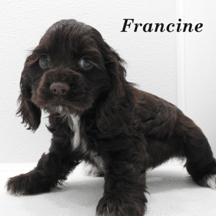puppy, for, sale, Cocker Spaniel, Joe & Cherri  Overlease, dog, breeder, Miller, MO, dog-breeder, puppy-for-sale, forsale, nearby, find, puppyfind, locator, puppylocator, aca